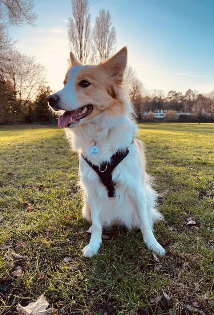 A full portrait of a fluffy, light tan and white Border Collie sitting upright in an open grassy park during golden hour. The dog is wearing a black chest harness with a round metal collar tag, looking off to the side with an open mouth and tongue slightly out. The background features a sunny field, bare winter trees, and residential houses under a bright sky.