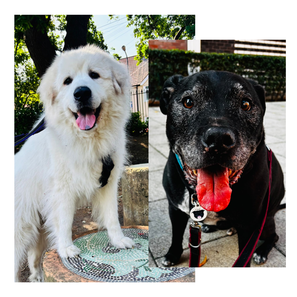 A photo collage set against a black border showing two different dogs smiling happily. On the left, a large, fluffy white dog (Great Pyrenees breed) wearing a black harness stands outdoors on a green mosaic tiled feature with its mouth open and tongue out. Overlaid on the right is a close-up portrait of a senior black dog with noticeable grey fur around his muzzle, looking directly into the camera with a wide, open-mouthed grin and his tongue resting forward.