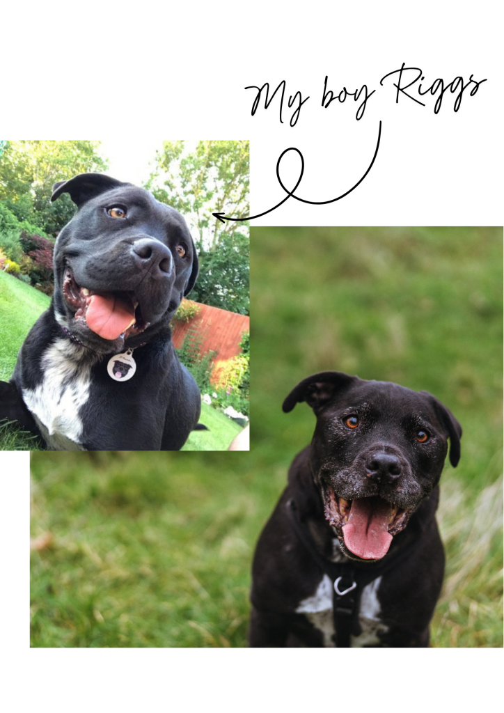 A two-photo collage showing a happy black dog with a white chest patch, smiling with its tongue out in a garden. Text on the upper right, "My boy Riggs"
