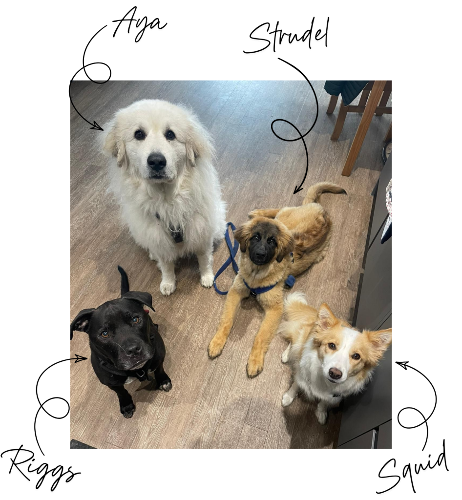 Four dogs sitting and lying on a wood-look floor, looking up at the camera, labeled with handwritten text and black arrows. Top left: Aya, a large, fluffy white Great Pyrenees-type dog. Top right: Strudel, a golden long-haired dog with a dark muzzle wearing a blue harness. Bottom left: Riggs, a short-haired black dog. Bottom right: Squid, a medium-sized white and light tan dog.
